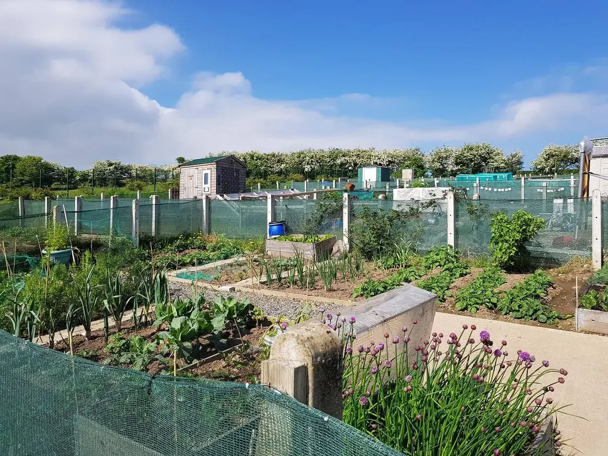 Ballymagowan Allotments