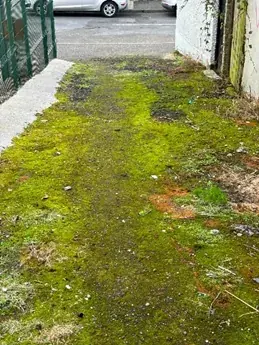 Belleview Avenue lane before clean-up, view 3