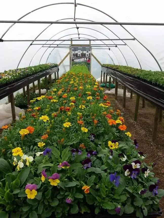Flower project in the polytunnel